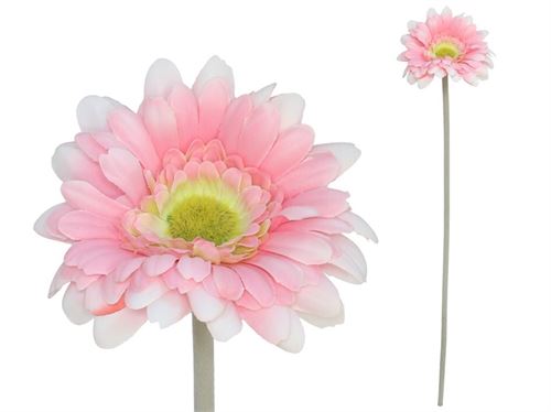 227719 GERBERA MICROPEACH 12CM / 52CM
