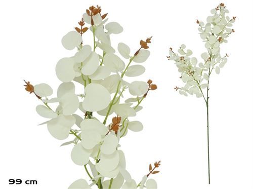 540146 VARA DE EUCALIPTO X 160 - 99 CM (BRANCA)