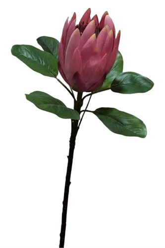 2139200000409 HASTE PROTEA 63CM