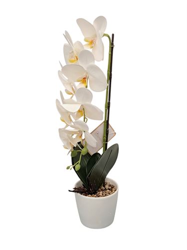 127033494 ORQUIDEA 50CM