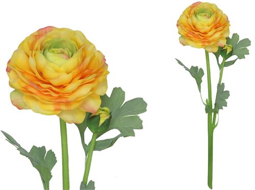 217932 RANUNCULUS X 2