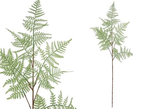 438733 HASTE FOLHA CYPRESS 88CM