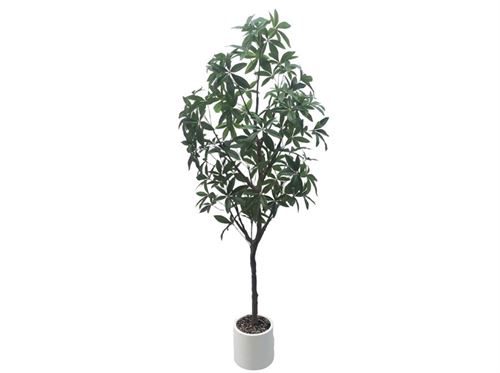 727677 ARVORE PACHIRA 180CM