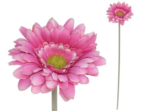 227726 GERBERA MICROPEACH 12CM / 52CM