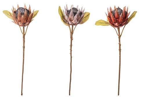 64007 HASTE DE PROTEA QUEIMADA 67CM