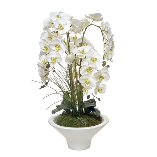 46185 ORQÍDEA 8 CAULES PREMIUM BRANCO/VERDE