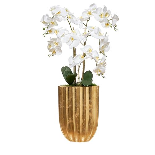 ORQUIDEA 5 CAULES FLOREIRA ESMERALDA  C 30X30X96CM