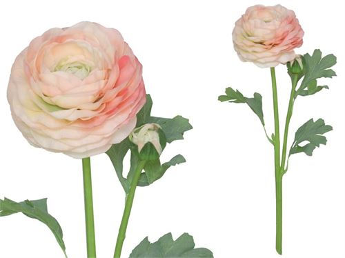 217925 RANUNCULUS X 2
