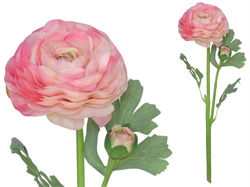 217963 RANUNCULUS X 2